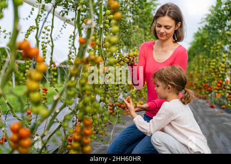 Frau und Mädchen, die Tomaten im Gemüsegarten betrachten Stockfoto