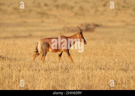 Topi (Damaliscus korrigum) Wandern im Grasland, Serengeti Nationalpark, Tansania, Afrika Stockfoto