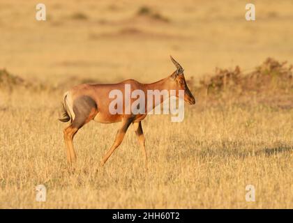 Topi (Damaliscus korrigum) Wandern im Grasland, Serengeti Nationalpark, Tansania, Afrika Stockfoto