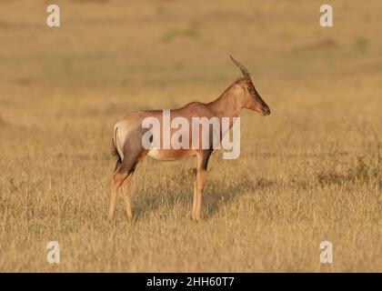 Topi (Damaliscus korrigum), der im späten Nachmittagslicht im Grasland steht, Serengeti-Nationalpark, Tansania, Afrika Stockfoto