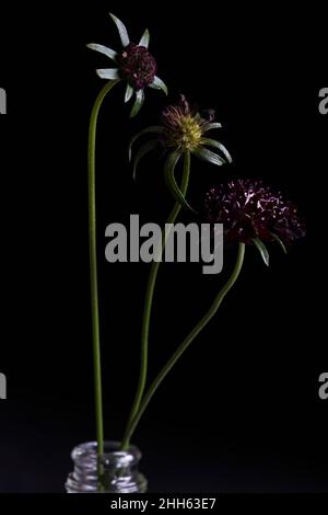 Studioaufnahme der Nadelkissen-Blumen des Schwarzen Ritters (Scabiosa atropurpurea) Stockfoto