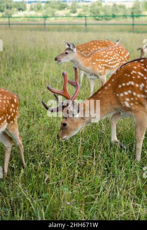 Braune Hirsche grasen im grünen Feld Stockfoto
