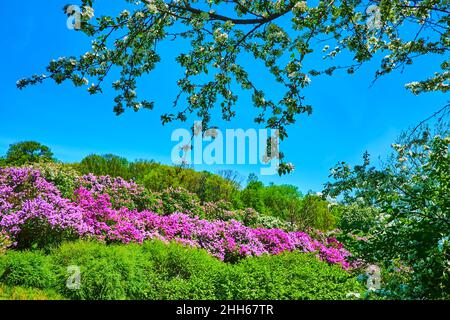 Genießen Sie den Spaziergang im Kyiv Botanischen Garten mit Blick auf die weiße Apfelblüte und die bunten Fliederbüsche, Ukraine Stockfoto