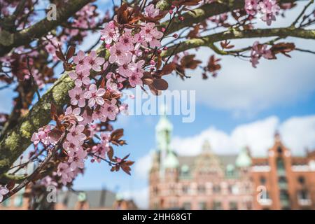 Kirschblüten blühen im Frühling Stockfoto