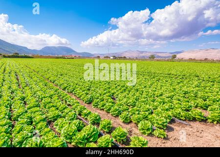 Frischer grüner Salat auf dem Bauernhof in Zafarraya, Andalusien, Spanien, Europa Stockfoto