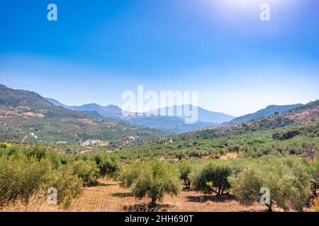 Olivenbäume in Obstgarten in der Nähe von La Maroma in Andalusien, Spanien, Europa Stockfoto