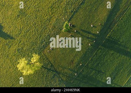 Luftaufnahme von Rindern, die auf grünen Weiden grasen Stockfoto