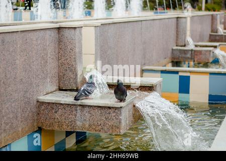 Im Sommer sitzen 2 Tauben auf einem Brunnen Stockfoto