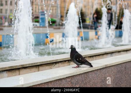 Taube sitzt im Sommer auf dem Brunnen, aus nächster Nähe Stockfoto