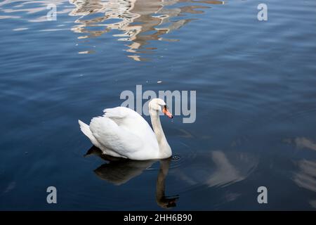 Ein einziger weißer Schwan auf einem blauen See Stockfoto