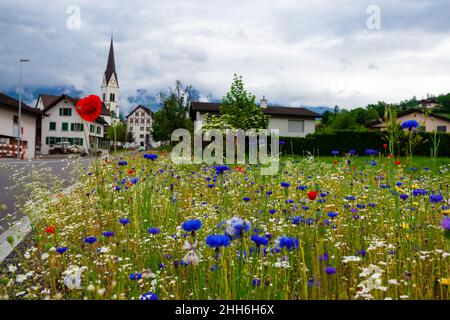 Blumenfeld in einer Berglandschaft Stockfoto