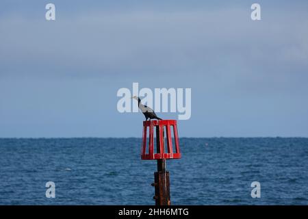 Ein Kormoran, der auf einem roten Groyne-Marker thront Stockfoto