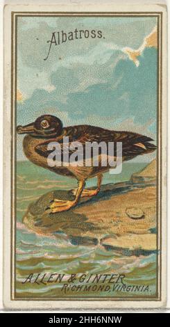 Albatross, aus der Birds of America-Serie (N4) für Allen & Ginter Cigarettes Brands 1888, herausgegeben von Allen & Ginter American Trade Cards aus der „Birds of America“-Serie (N4), 1888 in einer Serie von 50 Karten ausgegeben, um Allen & Ginter Brand Zigaretten zu bewerben. Albatross, aus der Birds of America-Serie (N4) für Allen & Ginter Cigarettes Brands 406636 Stockfoto