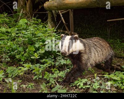 Europäischer Dachs (Meles meles) mit einem Pfad unter einem Zaun trennt einen Garten von umliegenden Wäldern und Wiesen in der Nacht, Wiltshire, Großbritannien, April. Stockfoto