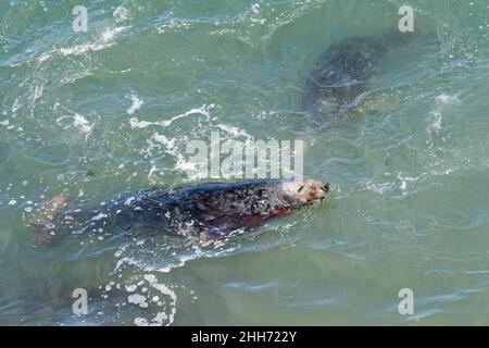 Grauer Robbenbulle (Halichoerus grypus), der aufgrund einer Halswunde blutete, nachdem er in der Brutsaison einen anderen Bullen, The Gower, Wales, Großbritannien, bekämpft hatte. Stockfoto