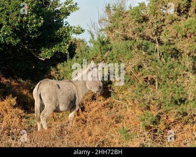New Forest Esels (Equus africanus asinus) grasen Heide zwischen Bracken und Gorse, Fritham Plain, New Forest, Hampshire, UK, Oktober. Stockfoto