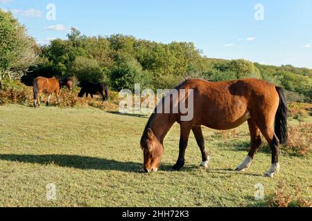 New Forest Ponys (Equus caballus) grasen Heide, in der Nähe von Fritham, New Forest, Hampshire, Großbritannien, Oktober. Stockfoto