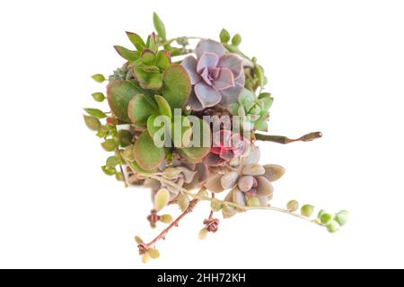 Sukkulente Pflanzen im Topf auf Weiß. Echeveria Perle von Nürnberg, Graptosedum francesco baldi, senecio herreianus und crassula Stockfoto