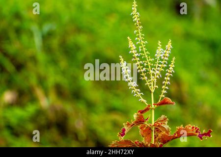 Amaranthus tricolor, bekannt als essbarer Amaranth, ist eine blühende Pflanze der Gattung Amaranthus, die zur Familie der Amaranthaceae gehört Stockfoto