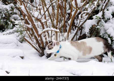 Schneeschuhkatzen (Felis catus), die unter einer Gartenhecke auftauchten, die mit kürzlich verfallener Schneedecke bedeckt ist, Wiltshire, Großbritannien, Januar. Stockfoto