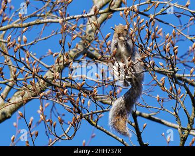 Graues Eichhörnchen (Sciurus carolinensis), das sich an Blattknospen in einem Buchenbaum (Fagus sylvaticus) ernährt, Wiltshire, Großbritannien, April. Stockfoto