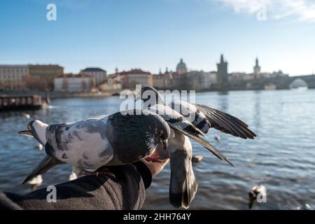 Tauben vor der Karlsbrücke, Prag, Tschechische Republik Stockfoto