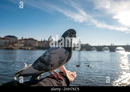 Tauben vor der Karlsbrücke, Prag, Tschechische Republik Stockfoto