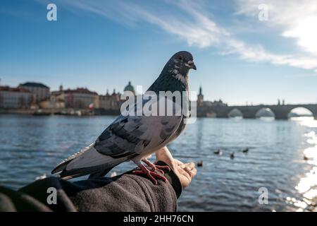 Tauben vor der Karlsbrücke, Prag, Tschechische Republik Stockfoto