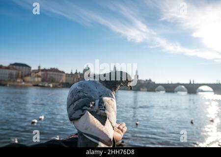 Tauben vor der Karlsbrücke, Prag, Tschechische Republik Stockfoto