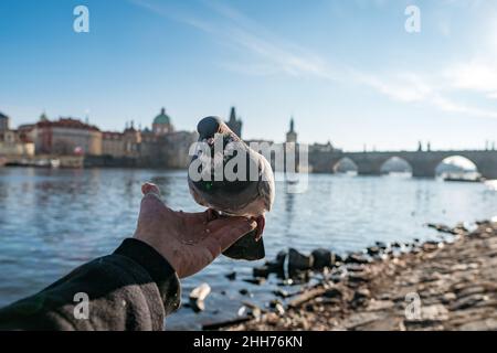 Tauben vor der Karlsbrücke, Prag, Tschechische Republik Stockfoto