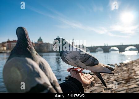 Tauben vor der Karlsbrücke, Prag, Tschechische Republik Stockfoto