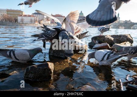 Tauben vor der Karlsbrücke, Prag, Tschechische Republik Stockfoto