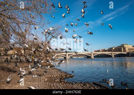 Tauben vor der Karlsbrücke, Prag, Tschechische Republik Stockfoto