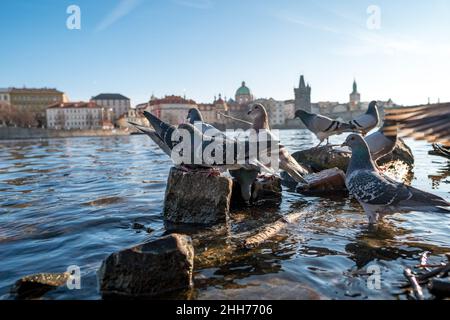 Tauben vor der Karlsbrücke, Prag, Tschechische Republik Stockfoto