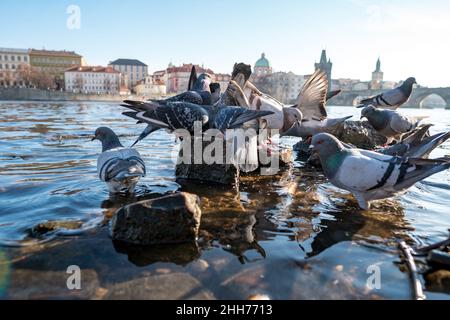 Tauben vor der Karlsbrücke, Prag, Tschechische Republik Stockfoto