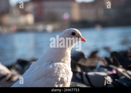 Tauben vor der Karlsbrücke, Prag, Tschechische Republik Stockfoto