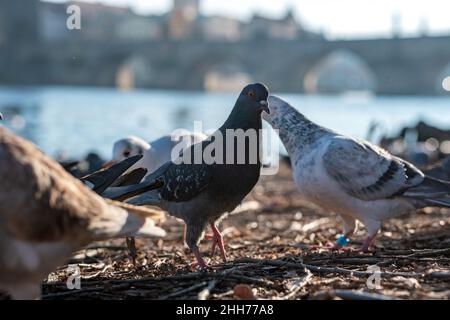 Tauben vor der Karlsbrücke, Prag, Tschechische Republik Stockfoto