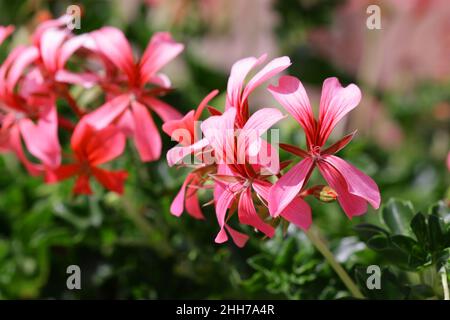 Die blühende Geranium aus nächster Nähe. Makro. Schöner Blumenhintergrund mit rosa Farben einer Geranium. Pelargonium. Familie Geraniaceae. Speicherplatz kopieren. Stockfoto