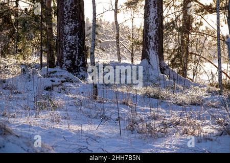 Helsinki / Finnland - 17. JANUAR 2022: Finnischer Winterwald an einem sonnigen, aber kalten Tag. Sonnenstrahlen werfen Reflexionen hinter die Bäume. Stockfoto