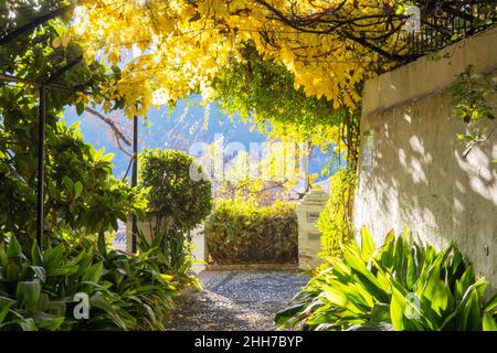 GRANADA ANDALUCIA SPANIEN GOLDBLÄTTER IM GARTEN DER CARMEN DE LA VICTORIA UNIVERSITÄT VON GRANADA Stockfoto