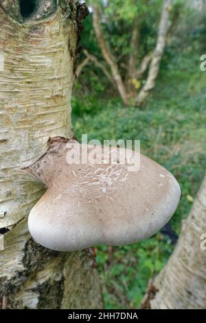 Birkenklammpilz / Polypore (Piptoporus betulinus), der aus einem toten Silberbirke (Betulina pendula)-Baum wächst, Kenfig NNR, Glamorgan, Wales, Vereinigtes Königreich, Okt Stockfoto