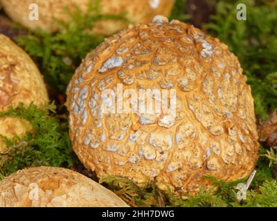 Gewöhnlicher Erdball/Schweinshautgiftball (Scleroderma citrinum) auf moosem Waldboden in Beech Woodland, Bolderwood, New Forest, Hampshire, UK. Stockfoto