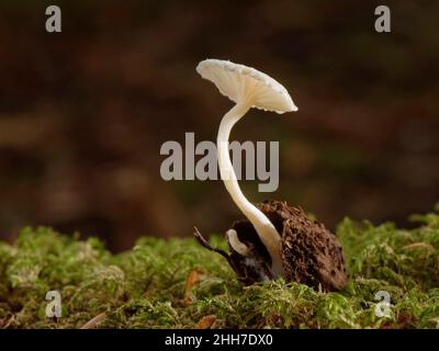 Scurfy Twiglet Fungus (Tubaria furfuracea) wächst aus Buchenmast (Fagus sylvatica) auf moosigen Waldboden, New Forest, Hampshire, Großbritannien. Stockfoto