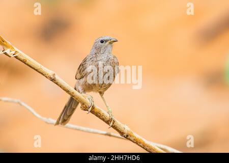 Arabischer Schwätzer (Argya scamiceps) aus nächster Nähe in den Vereinigten Arabischen Emiraten. Stockfoto