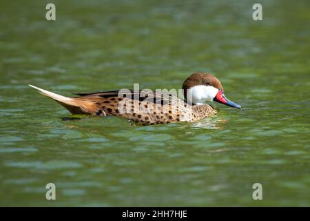 Eine Weißwabenschwanz (Anas bahamensis), Bahama-Schwanz oder Sommerente, die im Teich schwimmt. Stockfoto