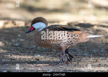 Eine Weißwangen-Pintail (Anas bahamensis), Bahama-Pintail oder Sommerente, die auf dem Boden steht. Stockfoto