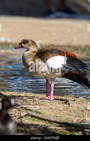 Ägyptische Gans (Alopochen aegyptiaca), die in der Nähe des Ufers stehen. Stockfoto