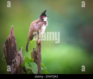 Nahaufnahme eines rotgeflüsterten Bulbul-Vogels, der auf einem zerbrochenen Baum thront Stockfoto