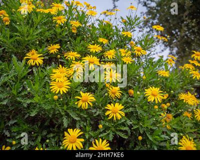 Afrikanische Buschblumenblüten oder Bullaugen- oder Euryops-Chrysanthemoides Pflanzen mit leuchtend gelben Gänseblümchen und üppig grünem Laub. Stockfoto