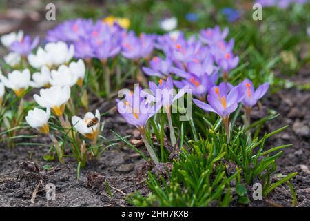 Erste Frühlingsblumen im Garten. Blühende Krokus blühen auf dem Frühlingsboden. Selektiver Fokus. Stockfoto